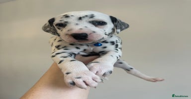 Dalmatian dogs - Advert 4