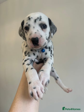 Dalmatian dogs - Advert 4
