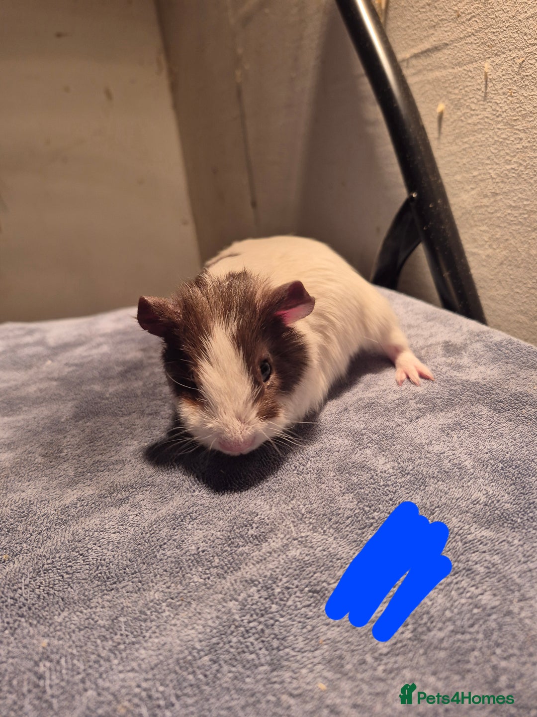 Guinea Pig rodents for sale: Mixed piggies for sale  - Advert 8