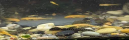 Plecos fish for sale: Pleco babies  in Shotts - Advert 2