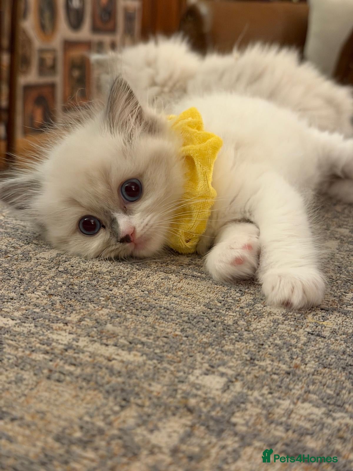 Ragdoll cats Beautiful Ragdoll💙3 Blue Bi-Colour & 2 Blue Point - Advert 1