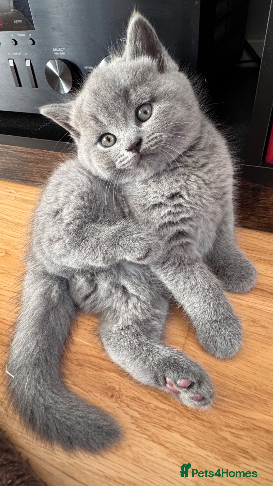 British Shorthair cats Beautiful British Shorthair Kittens - Advert 1