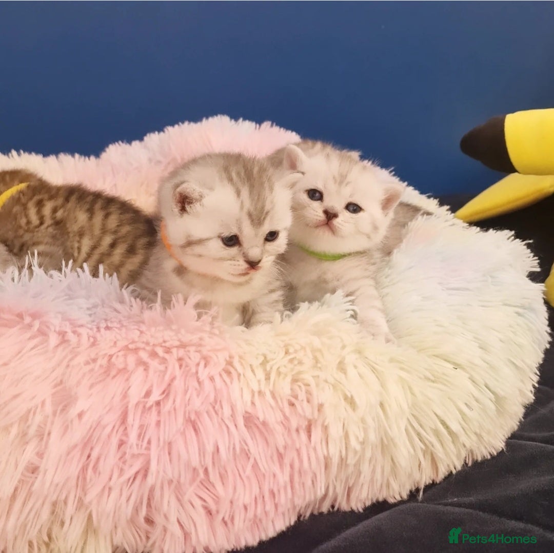 British Shorthair cats for sale: 🩵💙💜Amasing British Shorthair Kittens🧡💚💙 - Advert 11