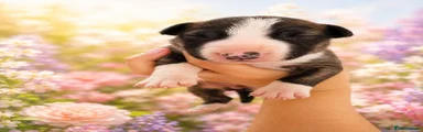 English Bull Terrier 2 SOLD