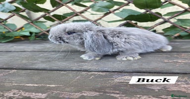 Mini Lop rabbits - Advert 1