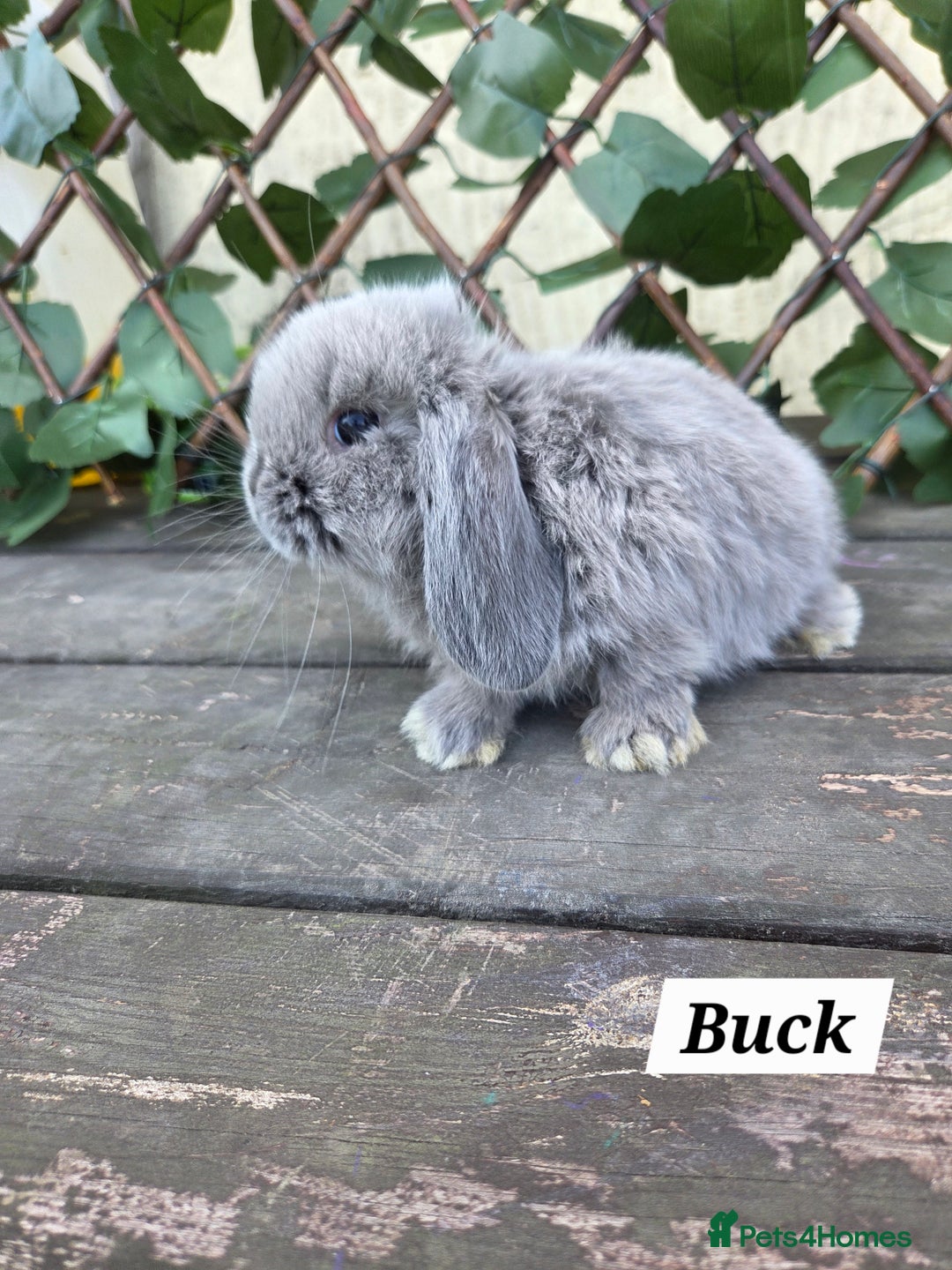 Mini Lop rabbits for sale: Pure bred Mini Lop Bunnies - Image 3