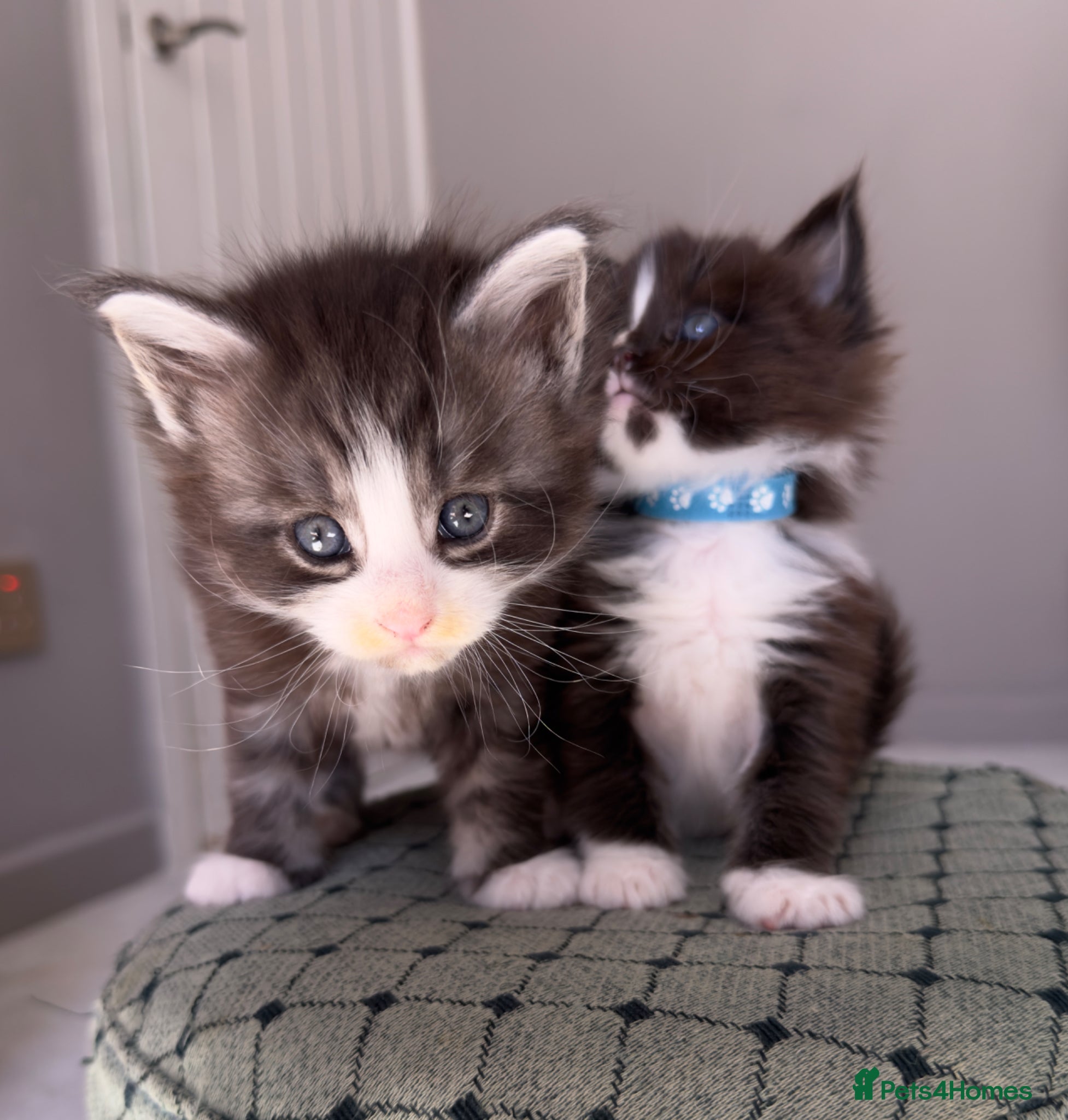 Maine Coon cats Maine Coon kittens🐈 - Advert 1