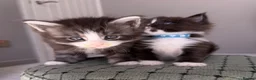 Maine Coon cats for sale: Maine Coon kittens🐈 - Advert 4
