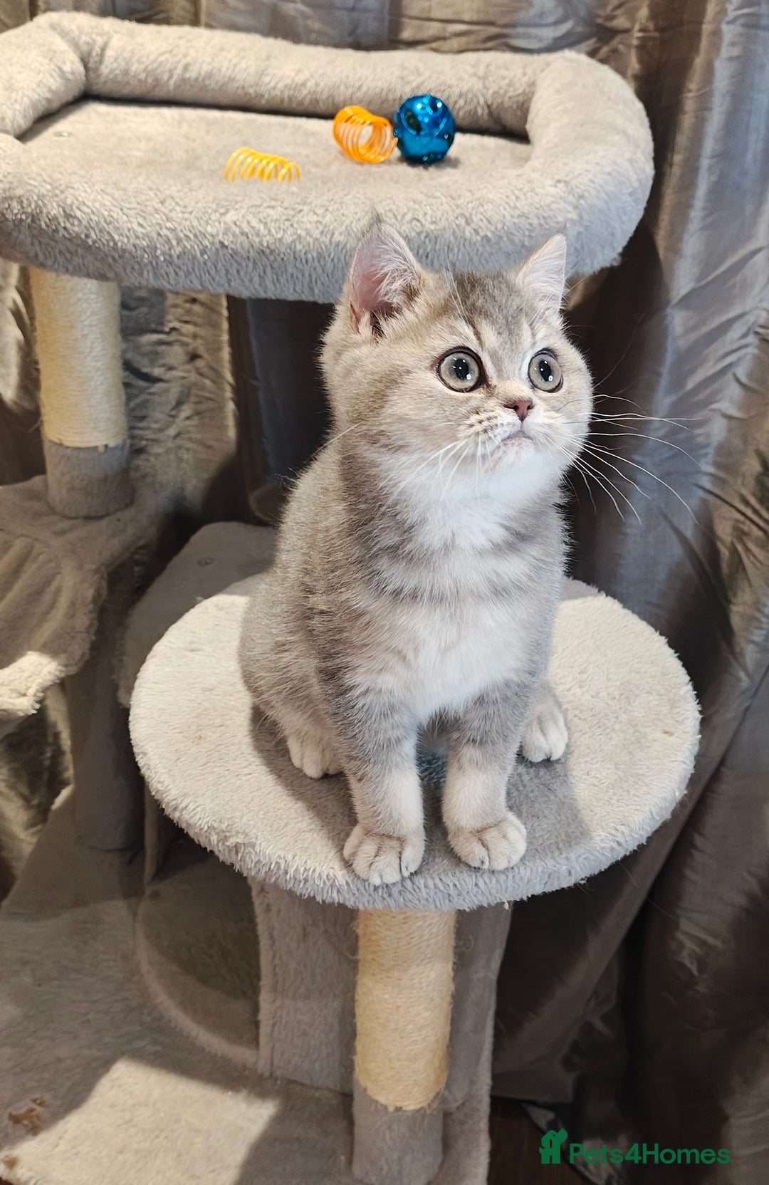 British Shorthair cats for sale: Blue golden female, TICA registered  - Advert 5