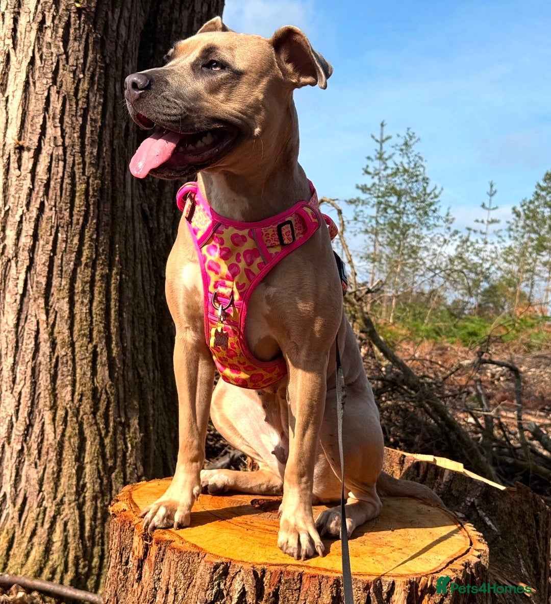 Mixed Breed dogs for sale: 🐾 BONNIE – LARGE BREED EXPERIENCE HOME NEEDED 🐾 - Advert 5