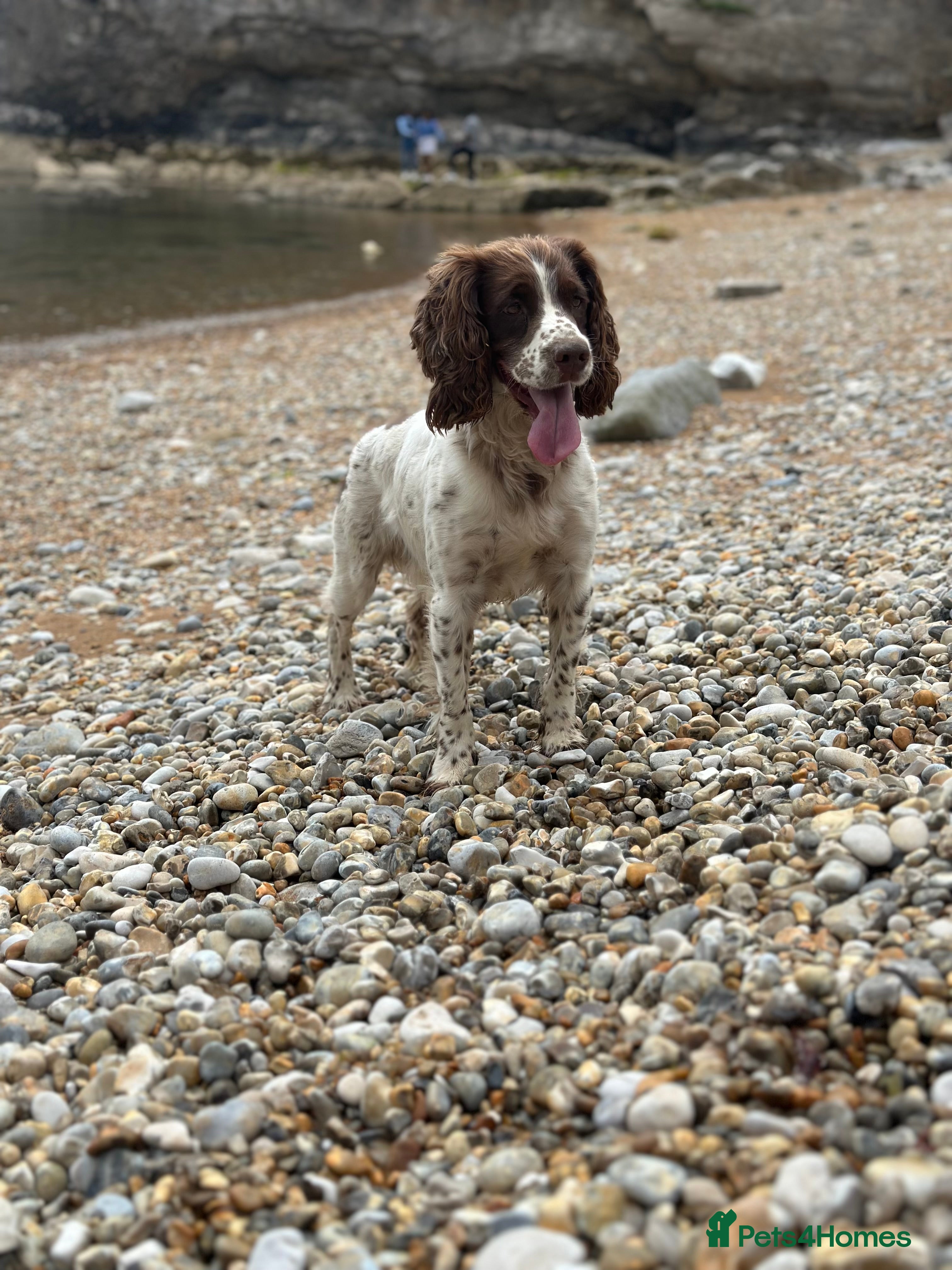 Sprocker dogs 4 year old sprocker  - Advert 1