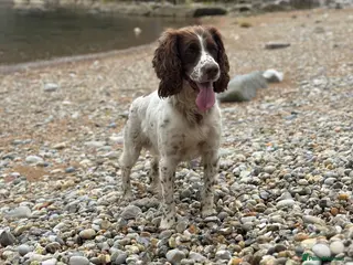 Sprocker dogs 4 year old sprocker - Advert 1