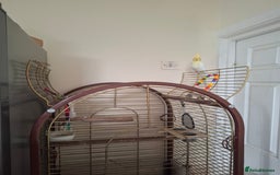 Cockatiels birds for sale: FEMAIL COCKATIEL  - Image 8