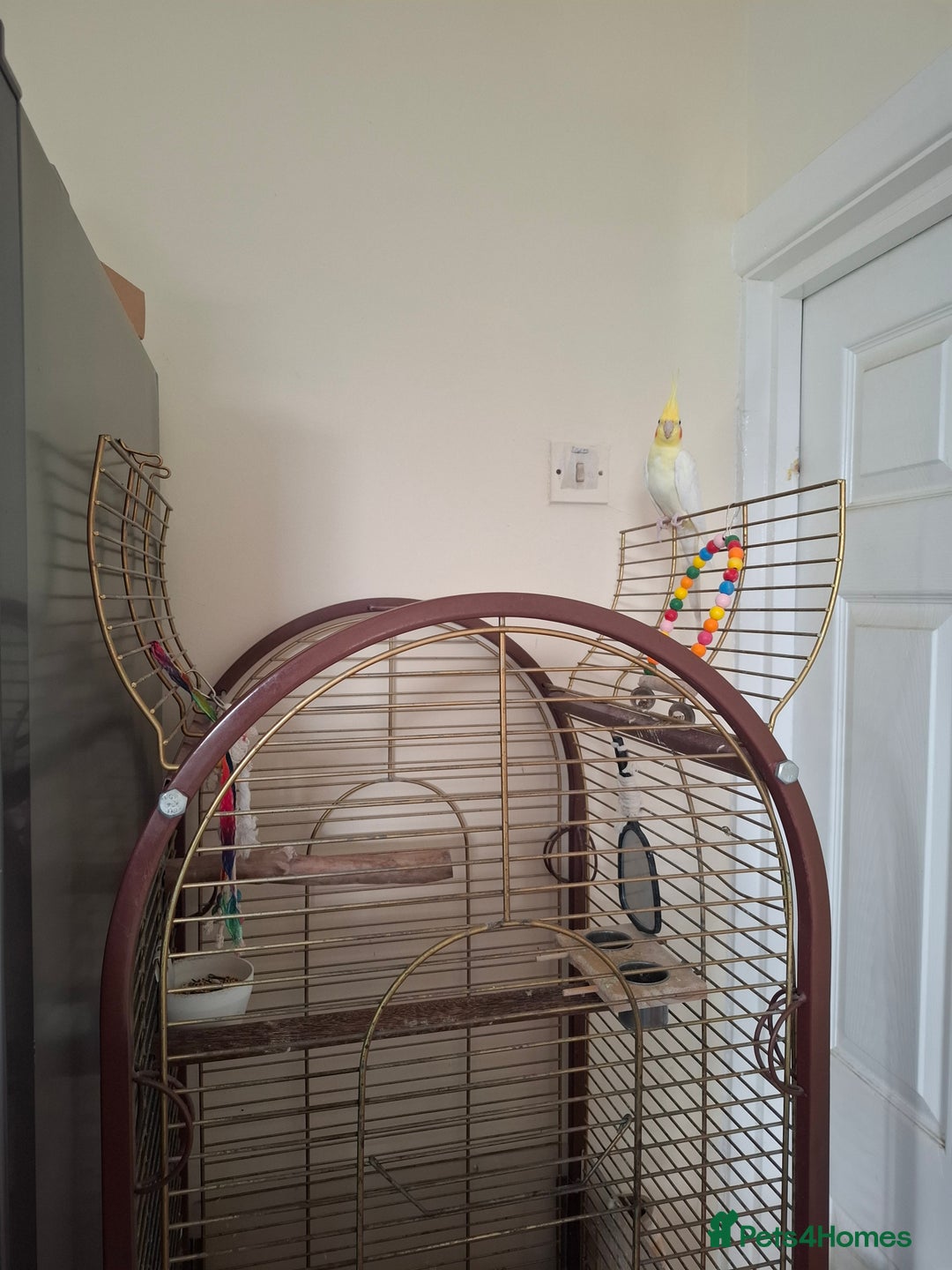 Cockatiels birds for sale: FEMAIL COCKATIEL  - Image 8