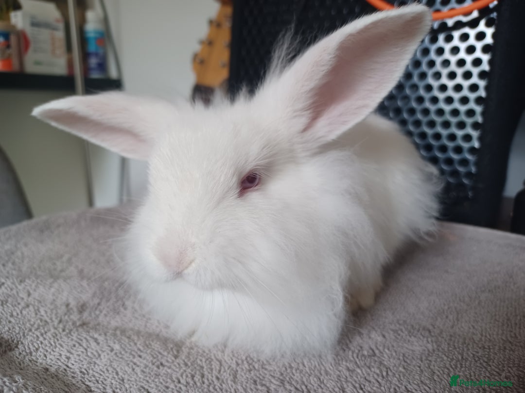 Mixed Breed rabbits for sale: Baby rabbits - Image 6
