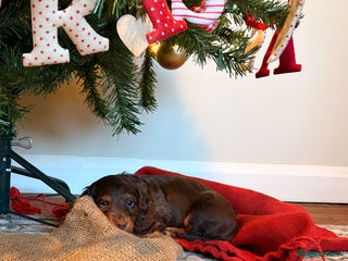 Miniature Dachshund dogs Long Haired Miniature Dachshund KC Sweethearts - Advert 15