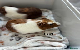 Guinea Pig rodents for sale: 3 x girl Guinea Pigs - Image 2