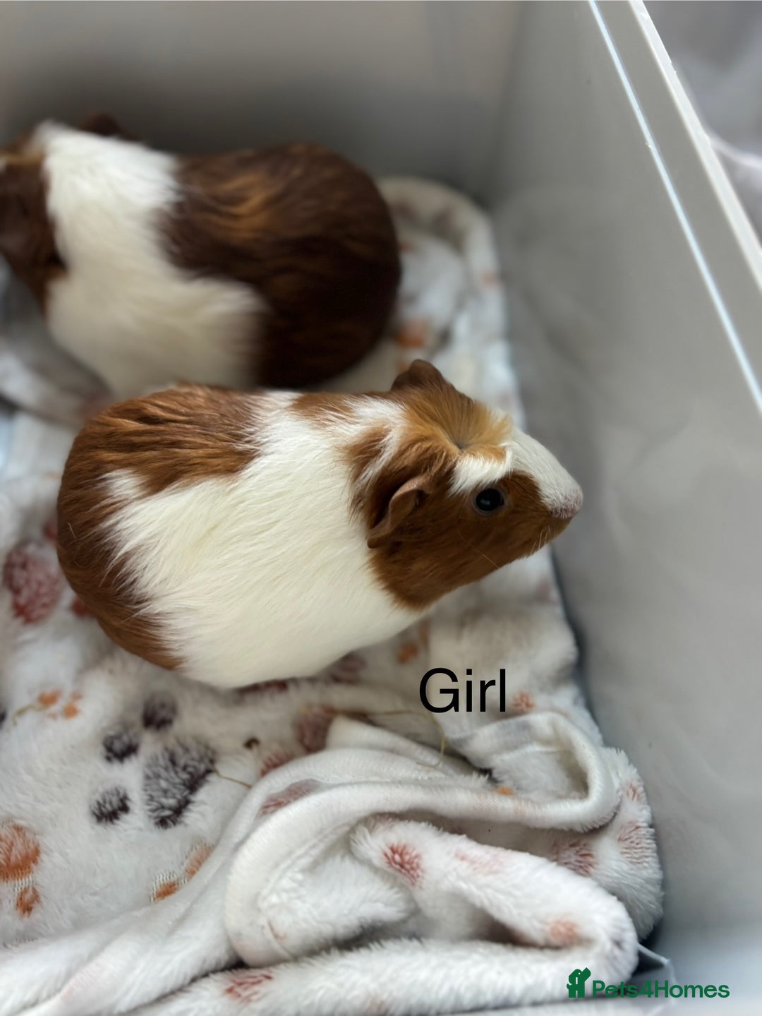 Guinea Pig rodents for sale: 3 x girl Guinea Pigs - Image 2
