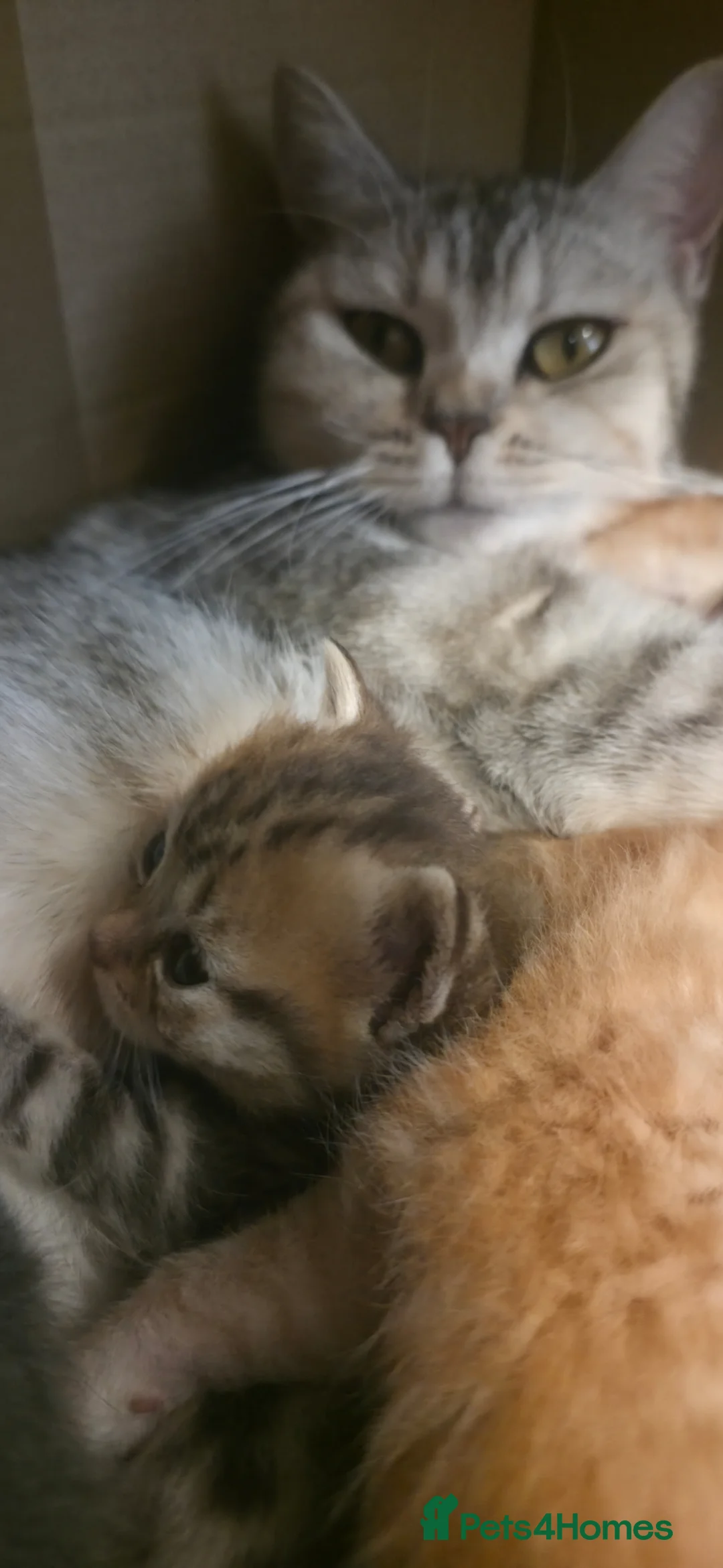 Scottish Fold cats for sale: Scottish Fold/straight  - Advert 2
