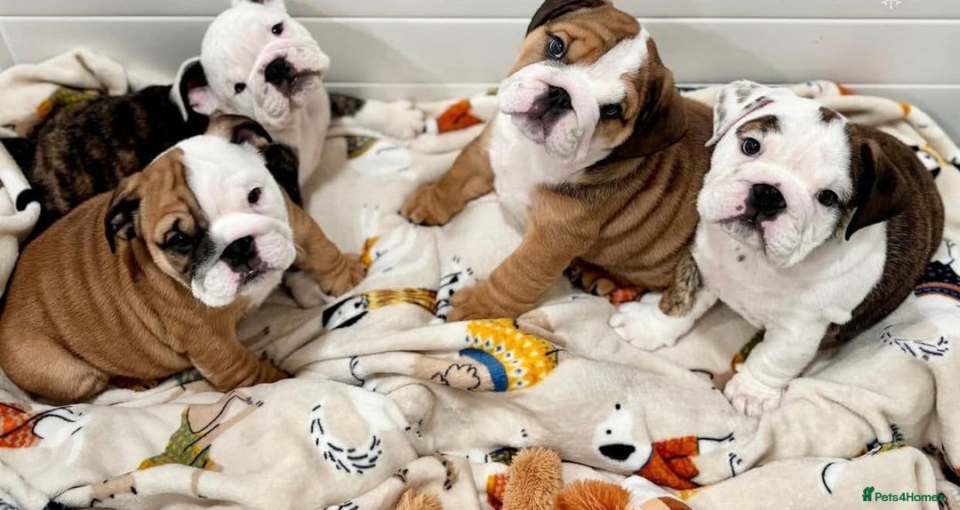 English Bulldog dogs for sale: Beautiful Pure breed English Bulldog Pups - Image 12