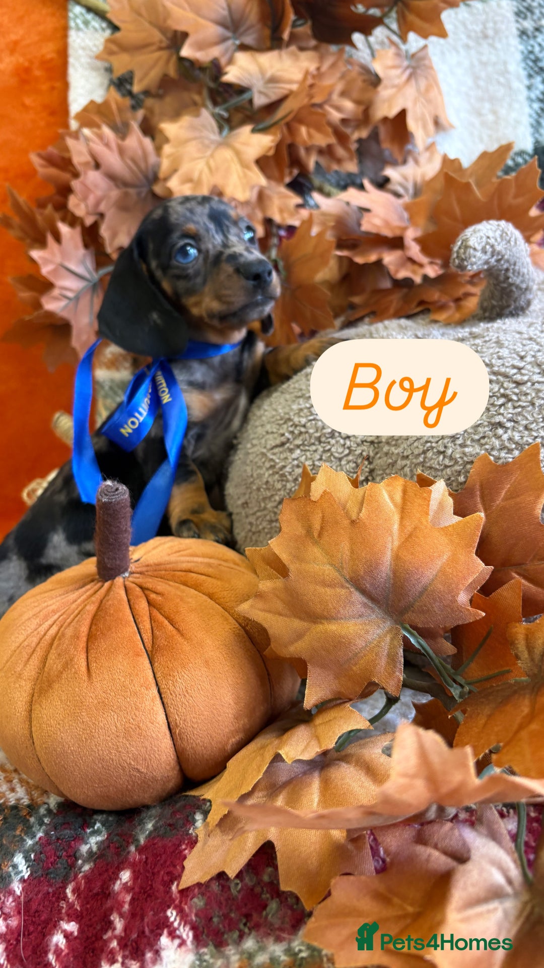 Dachshund dogs for sale: Beautiful dachshund puppies  - Image 1