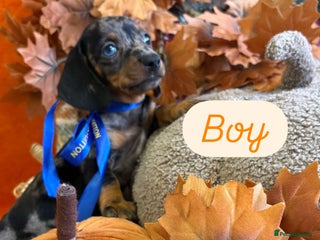 Dachshund dogs - Advert 4
