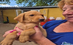Labrador Retriever dogs for sale: Beautiful boy - Image 1