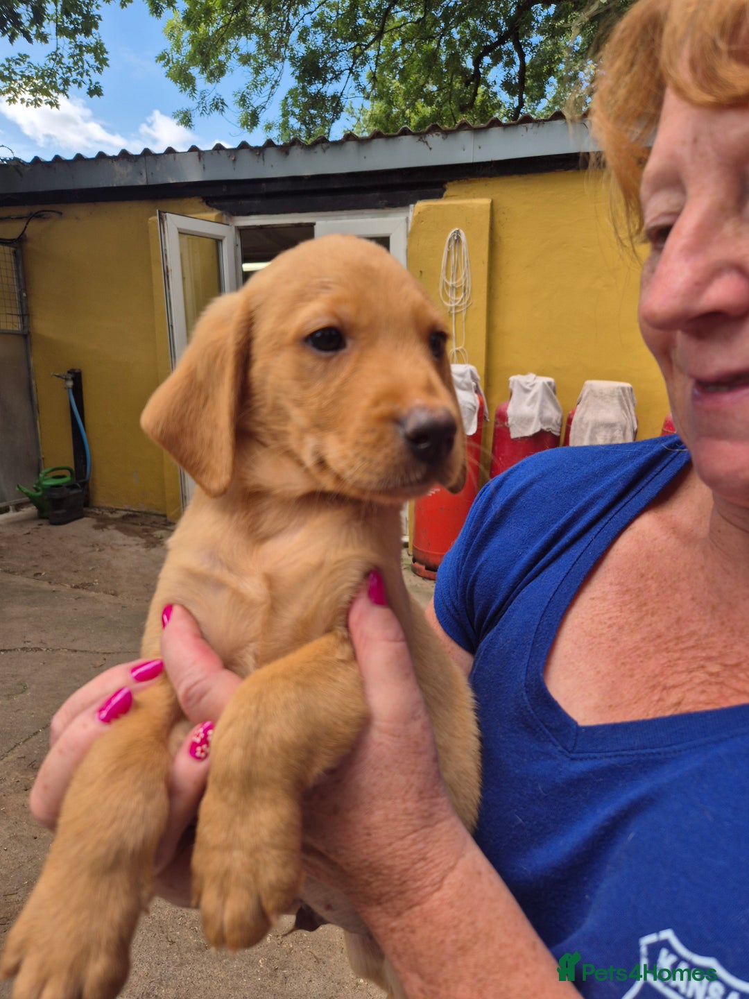 Labrador Retriever dogs for sale: Beautiful boy - Image 1