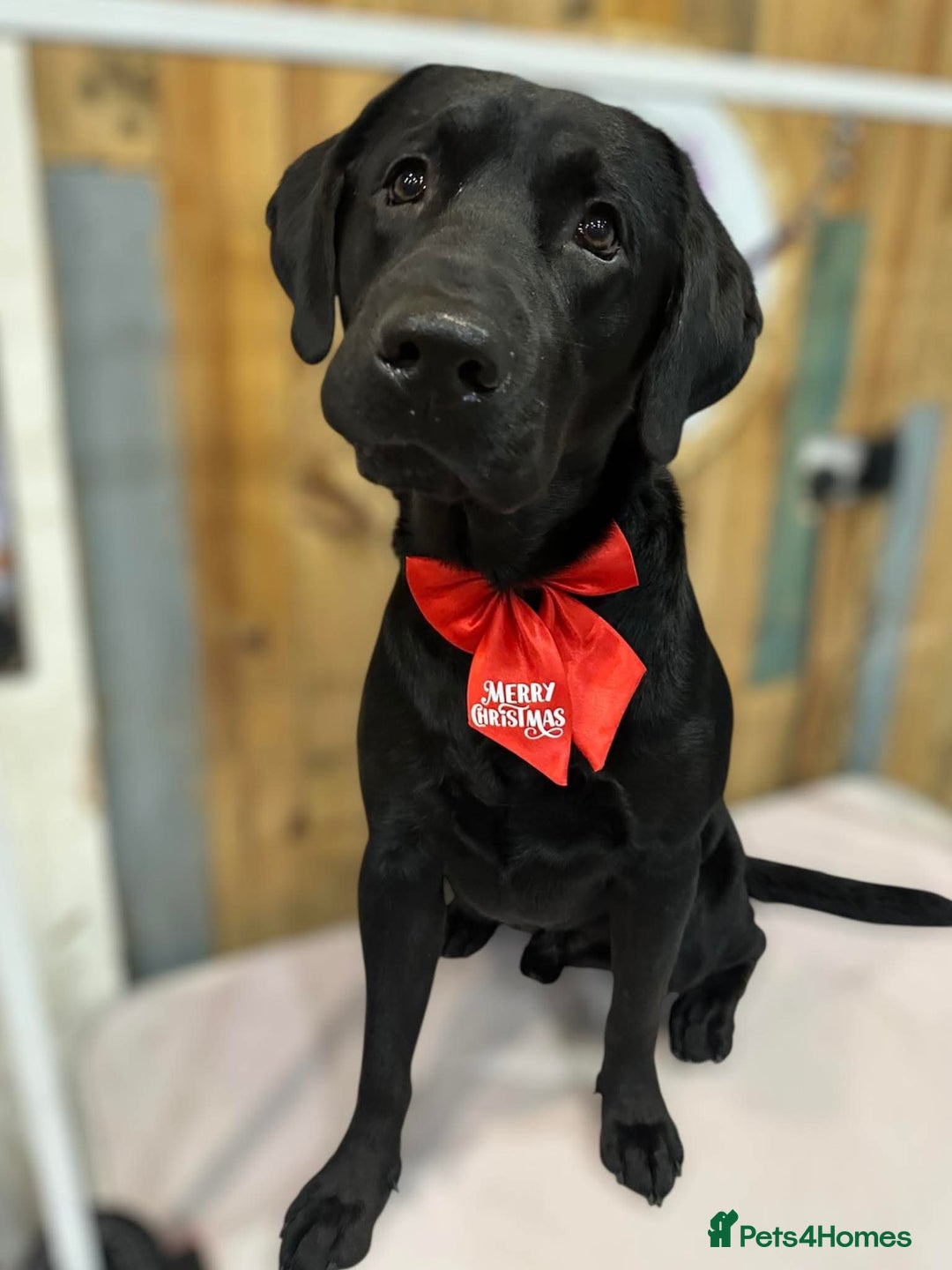 Labrador Retriever dogs for sale: KC Labrador retriever Hooch  - Advert 1