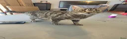 Bengal cats for sale: Bengal cross - Advert 1
