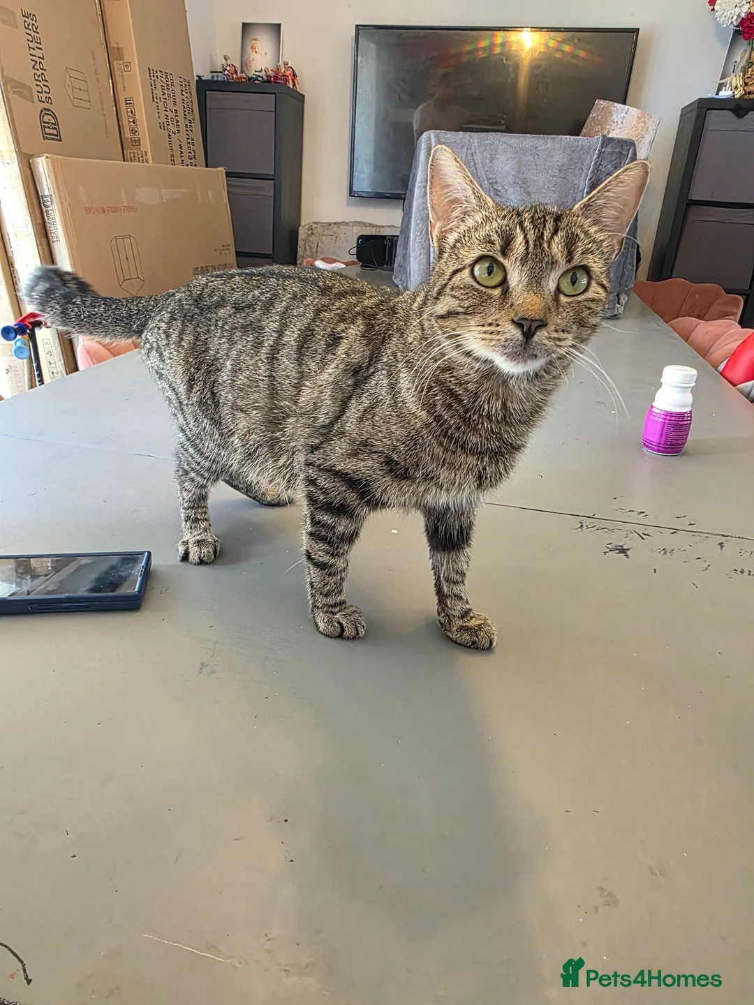Bengal cats for sale: Bengal cross - Advert 1