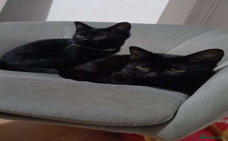 Mixed Breed cats 2 Free kitten  - Advert 1