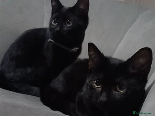 Mixed Breed cats for sale: 2 kittens - Advert 1