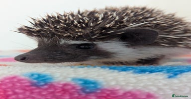 Pygmy Hedgehog rodents - Advert 6
