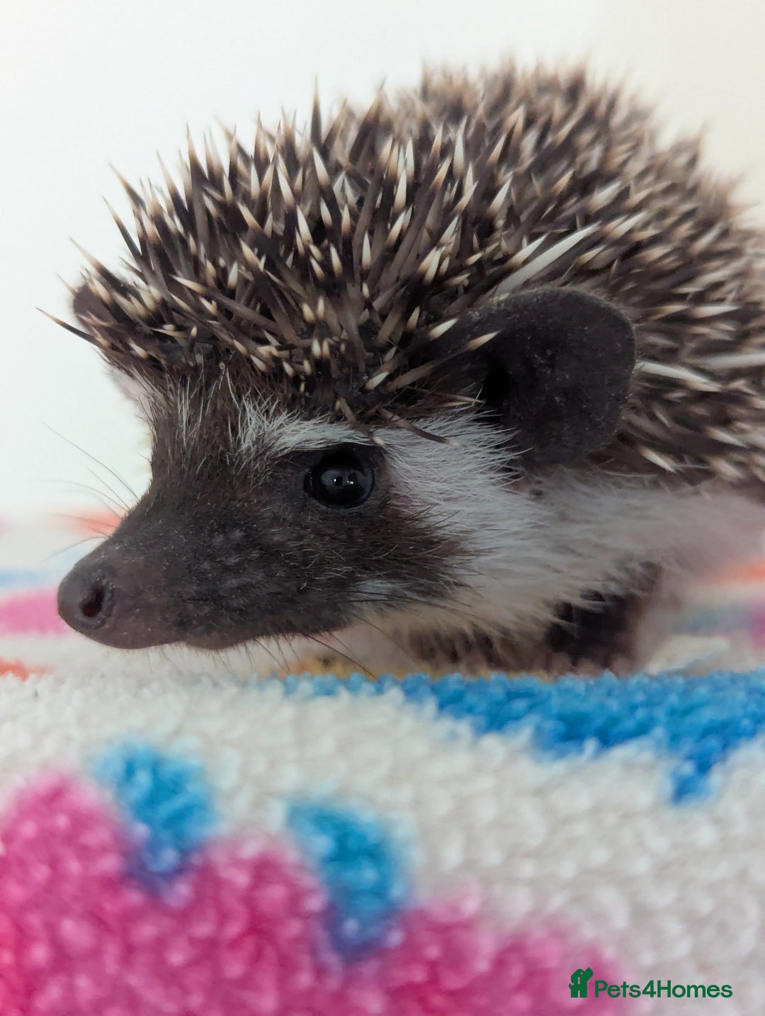 Pygmy Hedgehog rodents for sale: Beautiful Hoglets Ready to Reserve Now - Image 3