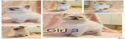 Ragdoll cats for sale: Ragdoll Kittens – 4 Beautiful Girls Available in Eastleigh - Advert 5