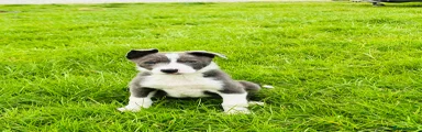 Border Collie 1