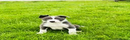 Border Collie dogs for sale: Grey and white collie pups  in Girvan - Advert 2