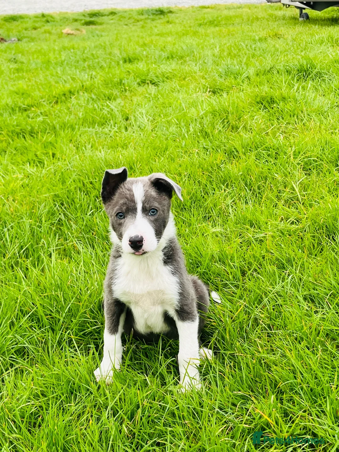 Border Collie dogs for sale: Grey and white collie pups  in Girvan - Advert 2