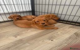 Labrador Retriever dogs for sale: KC Red fox Labrador retrievers  - Image 1