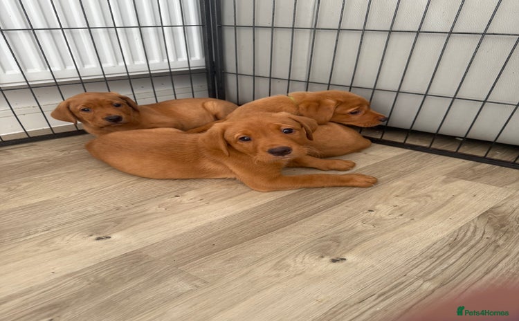 Labrador Retriever dogs - Advert 15