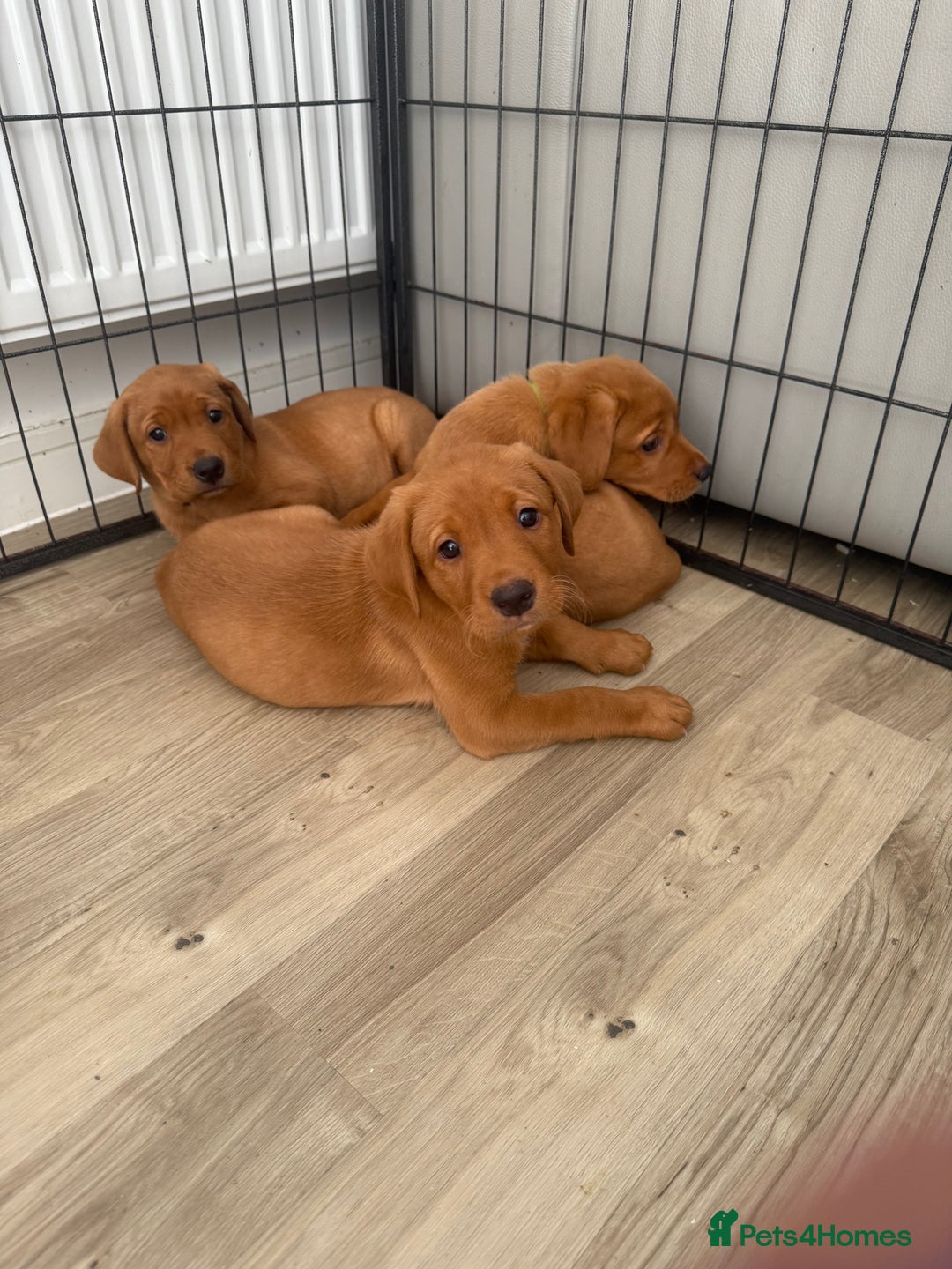 Labrador Retriever dogs for sale: KC Red fox Labrador retrievers  - Image 1