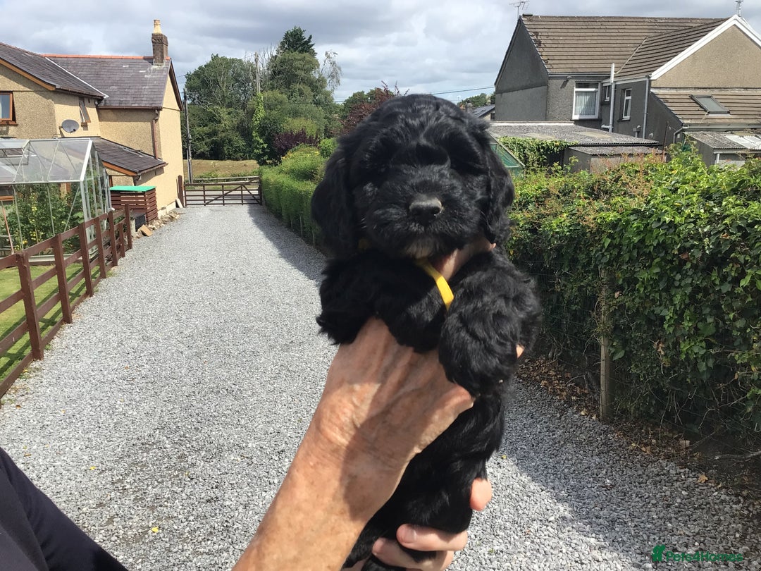 Cockapoo dogs for sale: COCKAPOO PUPS. READY TO LEAVE. - Image 10