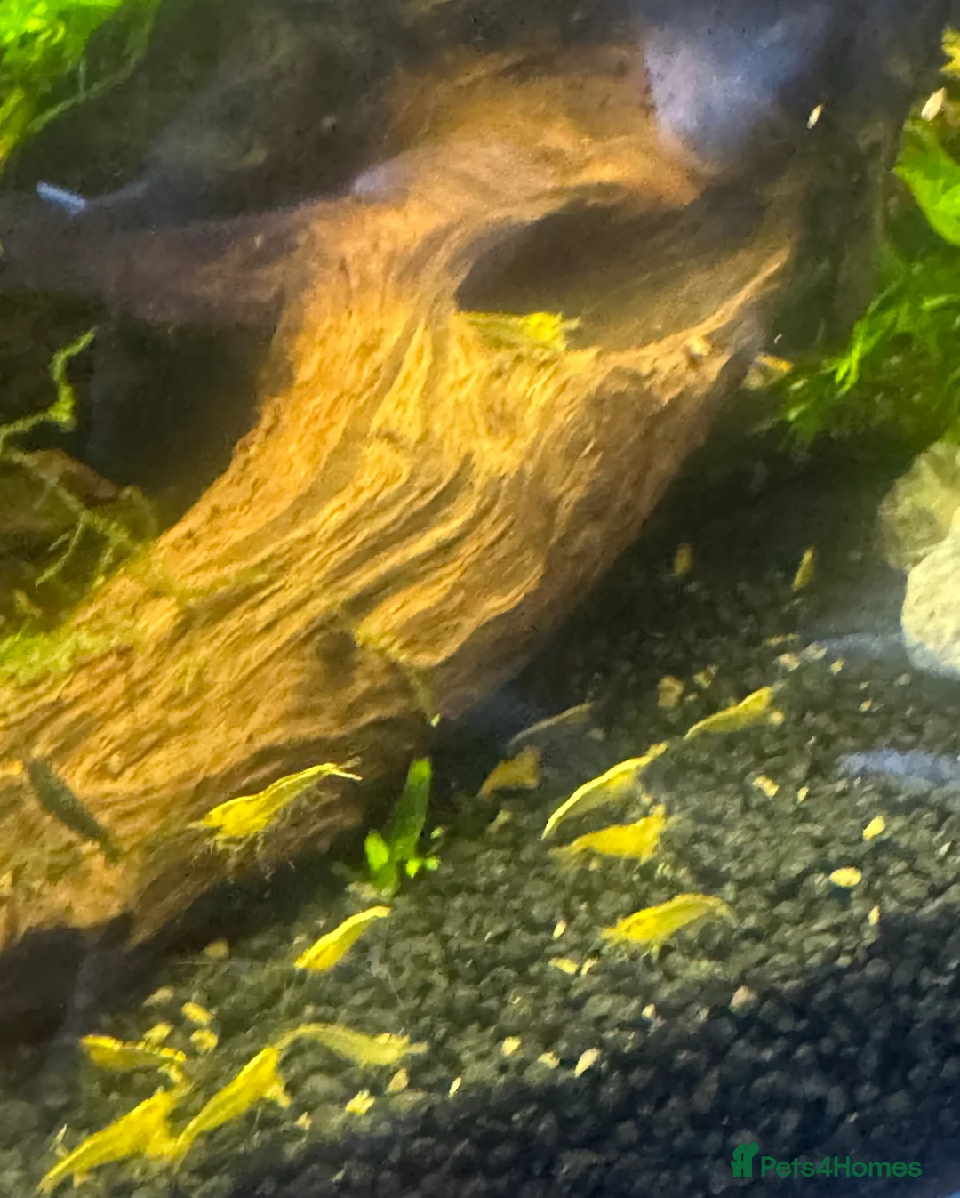 Shrimps fish for sale: Yellow shrimp for sale  in Warrington - Advert 1
