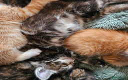 Mixed Breed cats for sale: 5 Beautiful Kittens Ready Soon - Image 5