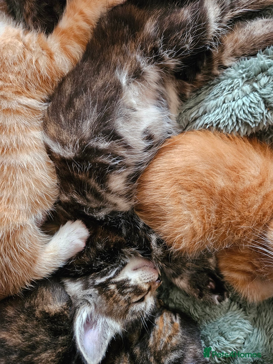 Mixed Breed cats for sale: 5 Beautiful Kittens Ready Soon - Image 5