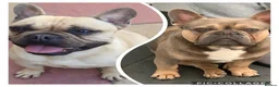 French Bulldog dogs for sale: French bulldog girls for sale  - Advert 5