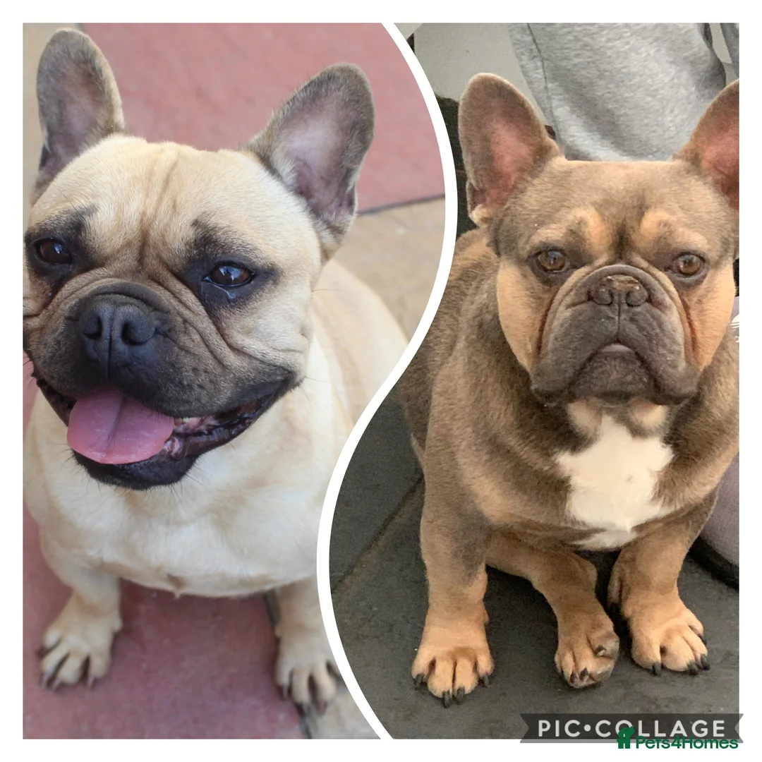 French Bulldog dogs for sale: French bulldog girls for sale  - Advert 5