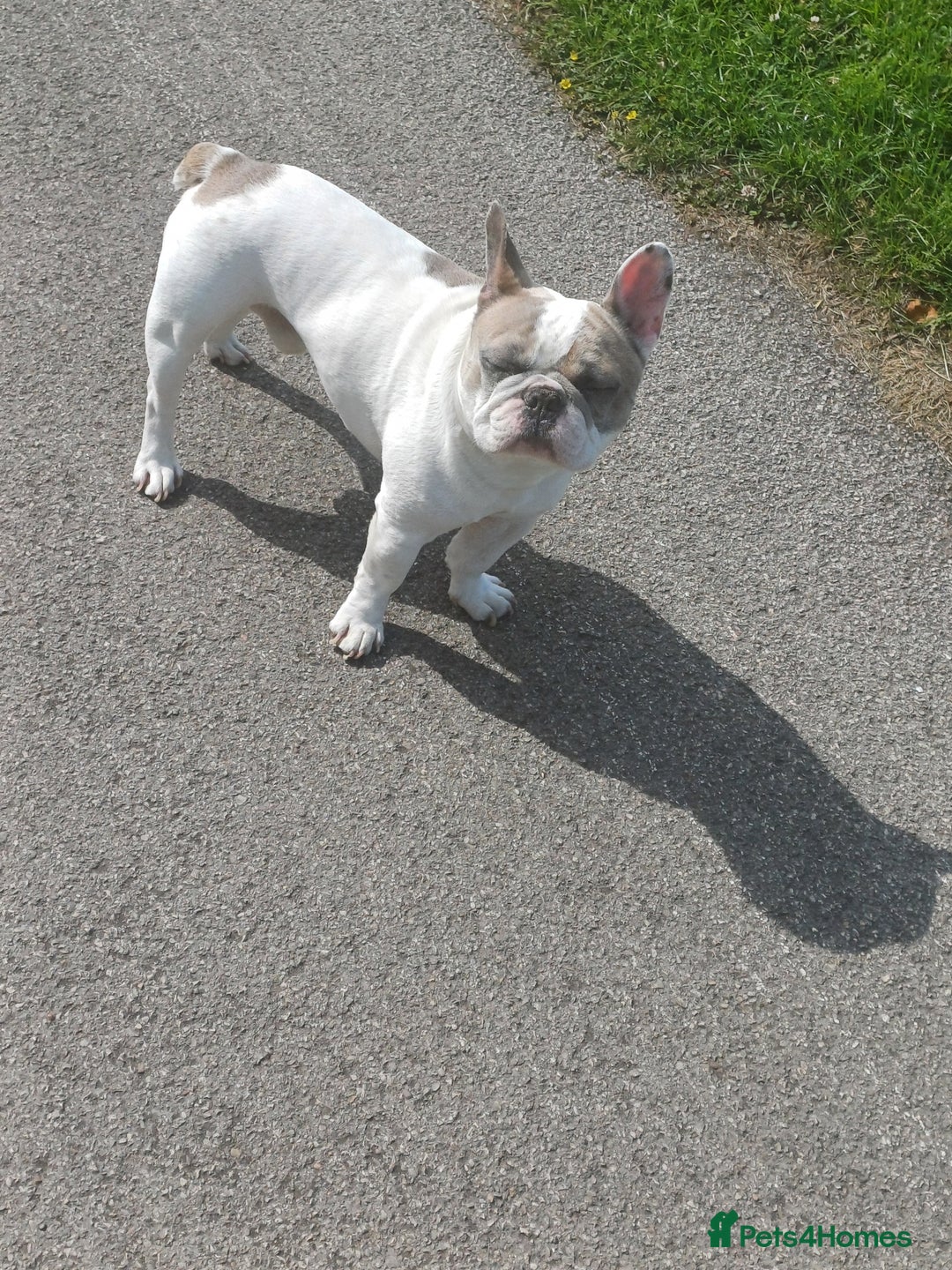 French Bulldog dogs for sale: Franc the frenchie  in Houghton le Spring - Image 2
