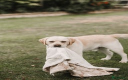 Labrador Retriever dogs for stud: Charlie  - Image 5